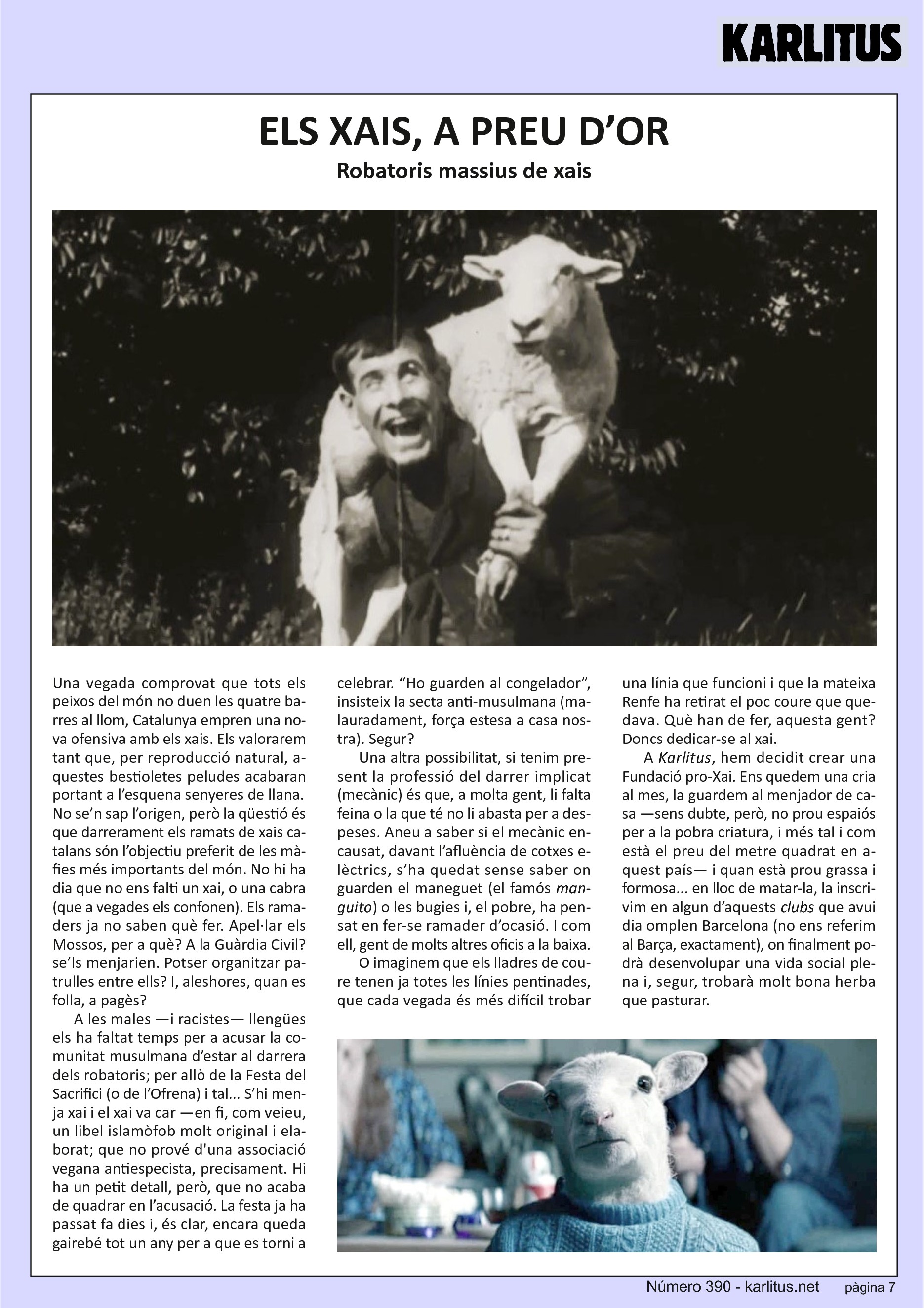 SETENA PÀGINA
ELS XAIS, A PREU D’OR
Robatoris massius de xais
Una vegada comprovat que tots els peixos del món no duen les quatre barres al llom, Catalunya empren una nova ofensiva amb els xais. Els valorarem tant que, per reproducció natural, aquestes bestioletes peludes acabaran portant a l’esquena senyeres de llana. No se’n sap l’origen, però la qüestió és que darrerament els ramats de xais catalans són l’objectiu preferit de les màfies més importants del món. No hi ha dia que no ens falti un xai, o una cabra (que a vegades els confonen). Els ramaders ja no saben què fer. Apel·lar els Mossos, per a què? A la Guàrdia Civil? se’ls menjarien. Potser organitzar patrulles entre ells? I, aleshores, quan es folla, a pagès?
A les males —i racistes— llengües els ha faltat temps per a acusar la comunitat musulmana d’estar al darrera dels robatoris; per allò de la Festa del Sacrifici (o de l’Ofrena) i tal... S’hi menja xai i el xai va car —en fi, com veieu, un libel islamòfob molt original i elaborat; que no prové d'una associació vegana antiespecista, precisament. Hi ha un petit detall, però, que no acaba de quadrar en l’acusació. La festa ja ha passat fa dies i, és clar, encara queda gairebé tot un any per a que es torni a celebrar. “Ho guarden al congelador”, insisteix la secta anti-musulmana (malauradament, força estesa a casa nostra). Segur?
Una altra possibilitat, si tenim present la professió del darrer implicat (mecànic) és que, a molta gent, li falta feina o la que té no li abasta per a despeses. Aneu a saber si el mecànic encausat, davant l’afluència de cotxes elèctrics, s’ha quedat sense saber on guarden el maneguet (el famós manguito) o les bugies i, el pobre, ha pensat en fer-se ramader d’ocasió. I com ell, gent de molts altres oficis a la baixa.
O imaginem que els lladres de coure tenen ja totes les línies pentinades, que cada vegada és més difícil trobar una línia que funcioni i que la mateixa Renfe ha retirat el poc coure que quedava. Què han de fer, aquesta gent? Doncs dedicar-se al xai.
A Karlitus, hem decidit crear una Fundació pro-Xai. Ens quedem una cria al mes, la guardem al menjador de casa —sens dubte, però, no prou espaiós per a la pobra criatura, i més tal i com està el preu del metre quadrat en aquest país— i quan està prou grassa i formosa... en lloc de matar-la, la inscrivim en algun d’aquests clubs que avui dia omplen Barcelona (no ens referim al Barça, exactament), on finalment podrà desenvolupar una vida social plena i, segur, trobarà molt bona herba que pasturar.