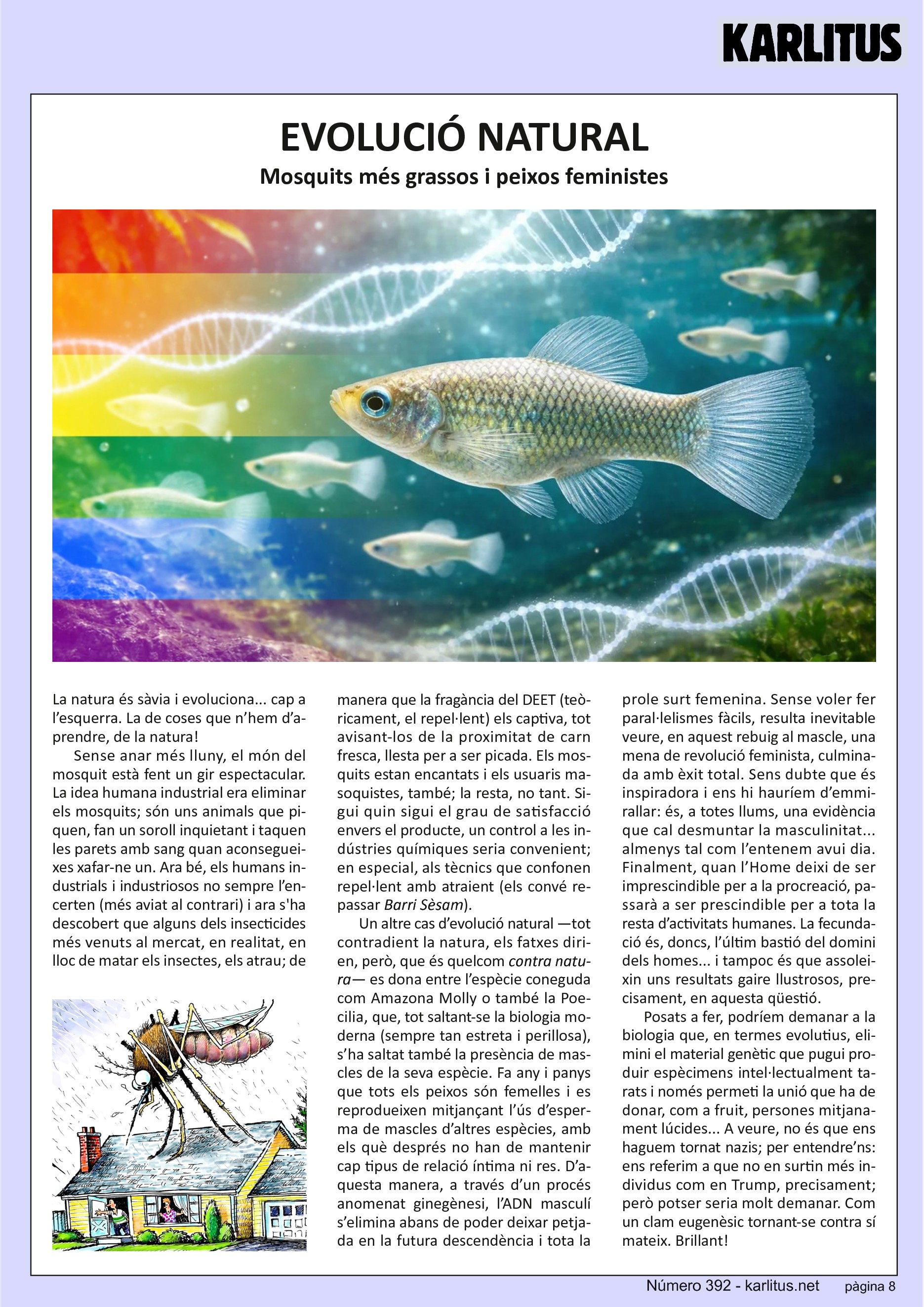 VUITENA PÀGINA
EVOLUCIÓ NATURAL
Mosquits més grassos i peixos feministes
La natura és sàvia i evoluciona... cap a l’esquerra. La de coses que n’hem d’aprendre, de la natura!
Sense anar més lluny, el món del mosquit està fent un gir espectacular. La idea humana industrial era eliminar els mosquits; són uns animals que piquen, fan un soroll inquietant i taquen les parets amb sang quan aconsegueixes xafar-ne un. Ara bé, els humans industrials i industriosos no sempre l’encerten (més aviat al contrari) i ara s'ha descobert que alguns dels insecticides més venuts al mercat, en realitat, en lloc de matar els insectes, els atrau; de manera que la fragància del DEET (teòricament, el repel·lent) els captiva, tot avisant-los de la proximitat de carn fresca, llesta per a ser picada. Els mosquits estan encantats i els usuaris masoquistes, també; la resta, no tant. Sigui quin sigui el grau de satisfacció envers el producte, un control a les indústries químiques seria convenient; en especial, als tècnics que confonen repel·lent amb atraient (els convé repassar Barri Sèsam).
Un altre cas d’evolució natural —tot contradient la natura, els fatxes dirien, però, que és quelcom contra natura— es dona entre l’espècie coneguda com Amazona Molly o també la Poecilia, que, tot saltant-se la biologia moderna (sempre tan estreta i perillosa), s’ha saltat també la presència de mascles de la seva espècie. Fa any i panys que tots els peixos són femelles i es reprodueixen mitjançant l’ús d’esperma de mascles d’altres espècies, amb els què després no han de mantenir cap tipus de relació íntima ni res. D’aquesta manera, a través d’un procés anomenat ginegènesi, l’ADN masculí s’elimina abans de poder deixar petjada en la futura descendència i tota la prole surt femenina. Sense voler fer paral·lelismes fàcils, resulta inevitable veure, en aquest rebuig al mascle, una mena de revolució feminista, culminada amb èxit total. Sens dubte que és inspiradora i ens hi hauríem d’emmirallar: és, a totes llums, una evidència que cal desmuntar la masculinitat... almenys tal com l’entenem avui dia. Finalment, quan l’Home deixi de ser imprescindible per a la procreació, passarà a ser prescindible per a tota la resta d’activitats humanes. La fecundació és, doncs, l’últim bastió del domini dels homes... i tampoc és que assoleixin uns resultats gaire llustrosos, precisament, en aquesta qüestió.
Posats a fer, podríem demanar a la biologia que, en termes evolutius, elimini el material genètic que pugui produir espècimens intel·lectualment tarats i només permeti la unió que ha de donar, com a fruit, persones mitjanament lúcides... A veure, no és que ens haguem tornat nazis; per entendre’ns: ens referim a que no en surtin més individus com en Trump, precisament; però potser seria molt demanar. Com un clam eugenèsic tornant-se contra sí mateix. Brillant!